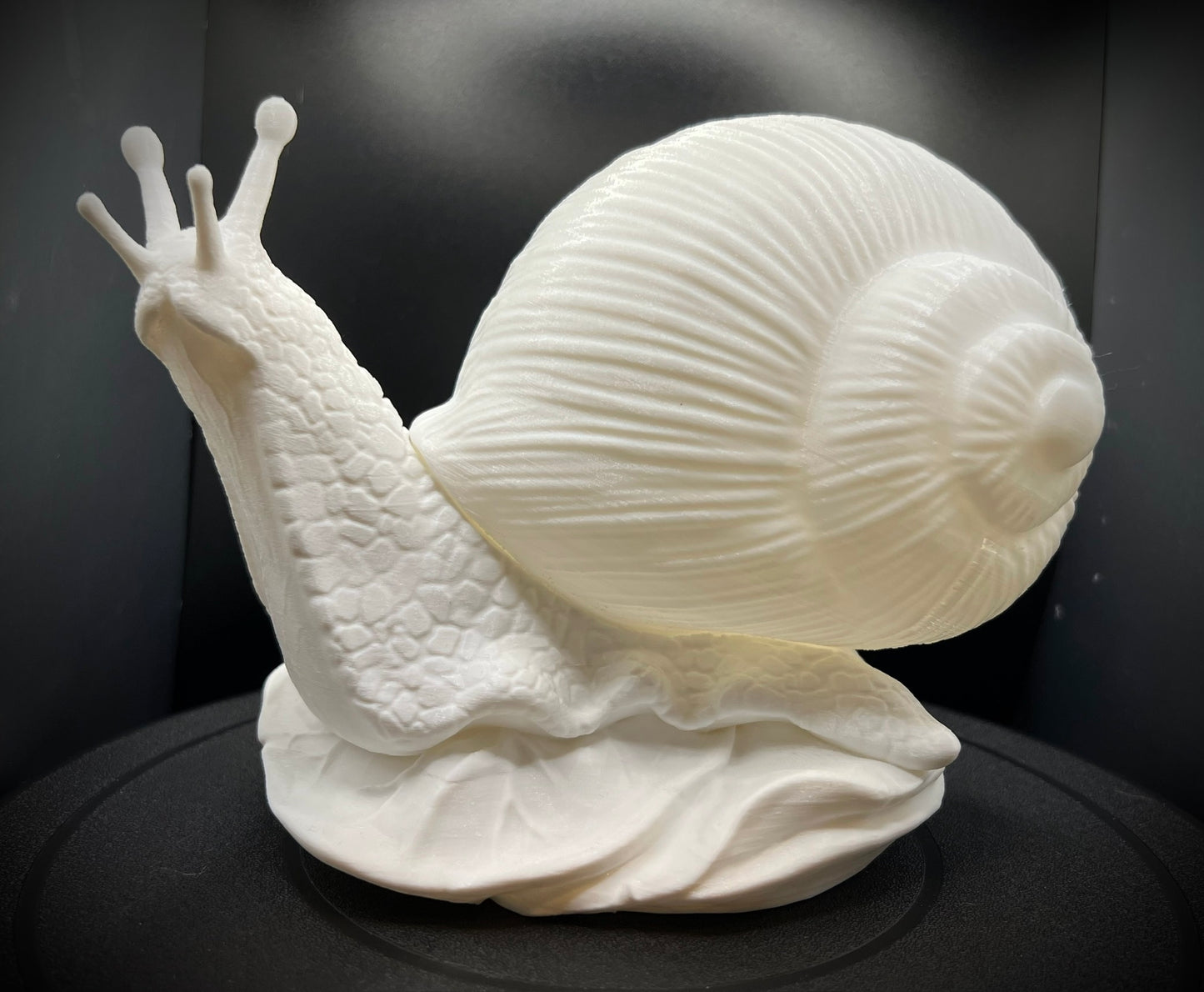 Enchanting Bleached Fossil Snail Lamp