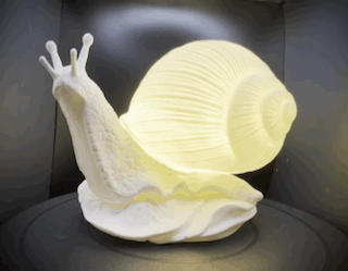 Enchanting Bleached Fossil Snail Lamp