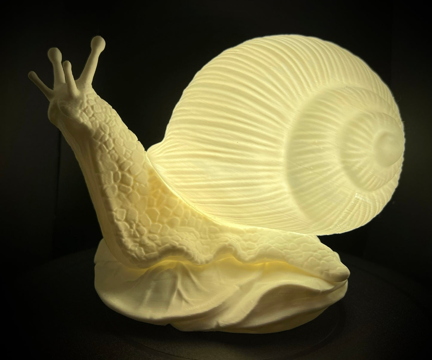 Enchanting Bleached Fossil Snail Lamp