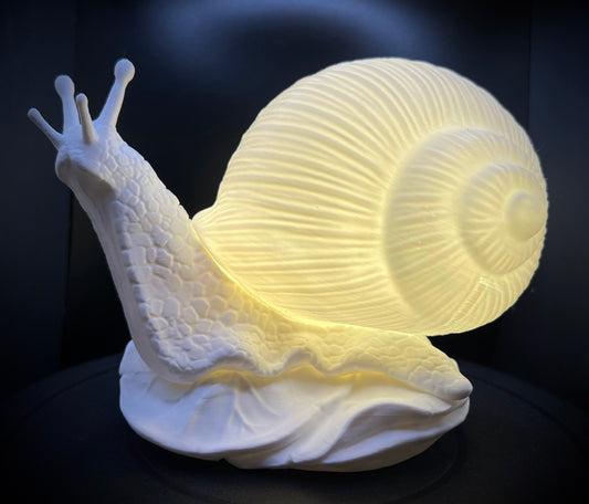 Enchanting Bleached Fossil Snail Lamp